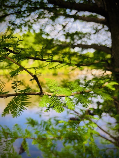 Soft green branches resting over still water, a gentle and comforting scene representing remembrance and peace